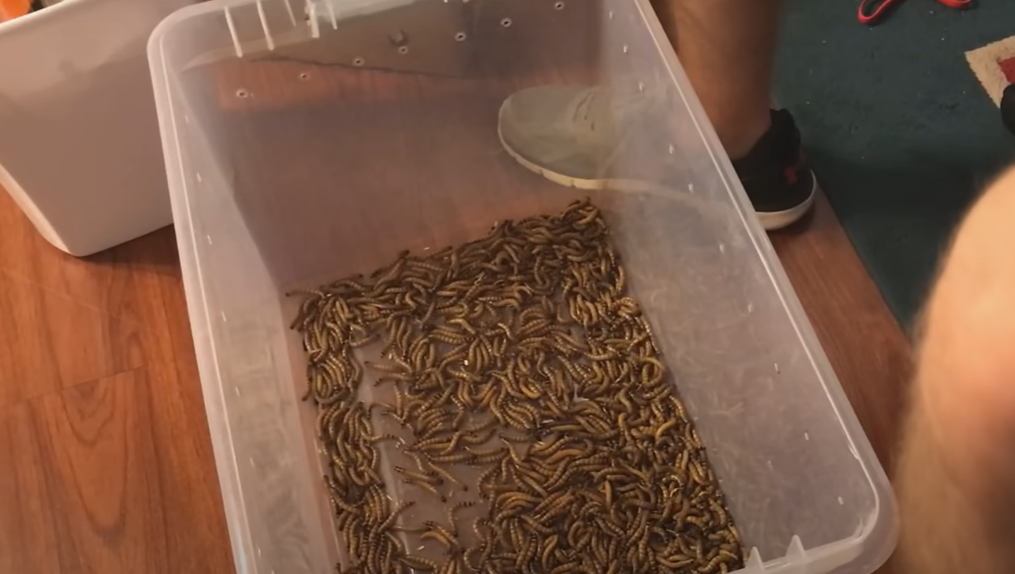 Top 5 Best Worms for Bearded Dragons [August 2024 Review] ReptileProfy