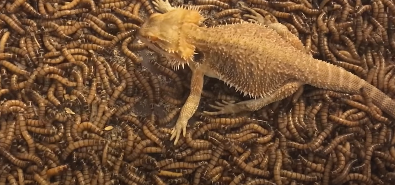 Top 5 Best Worms for Bearded Dragons [August 2024 Review] ReptileProfy