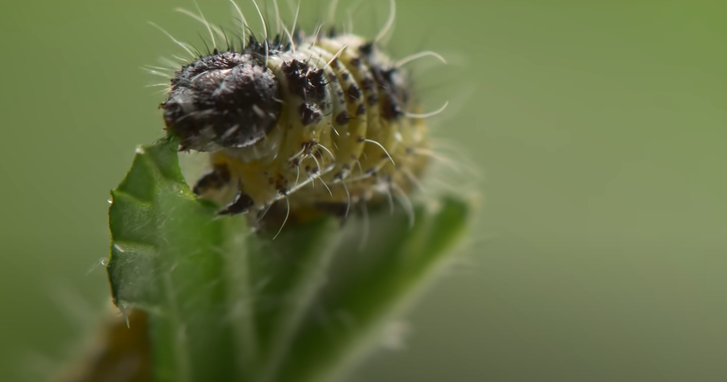 Top 5 Best Worms for Bearded Dragons [August 2024 Review] ReptileProfy