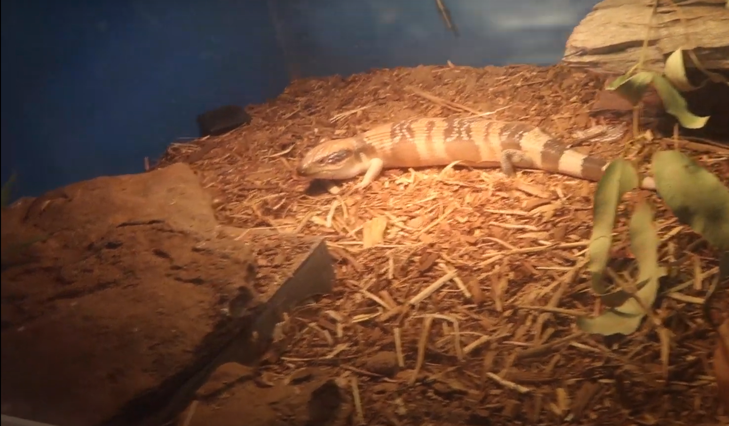 Top 5 Best Bedding Substrates for Iguanas [May 2023 Review] ReptileProfy