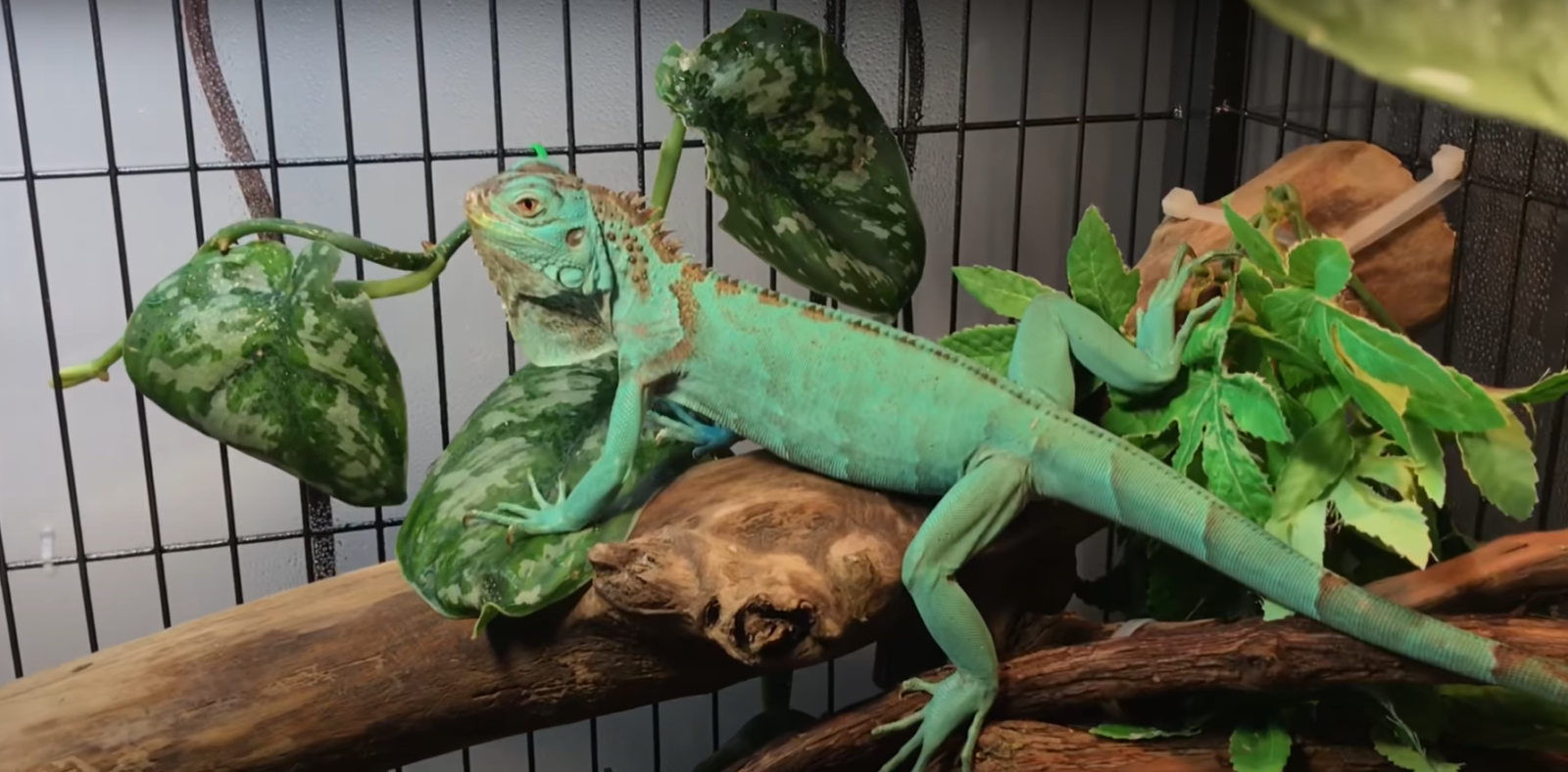 Top 5 Best Iguana Cages [February 2024 Review] ReptileProfy