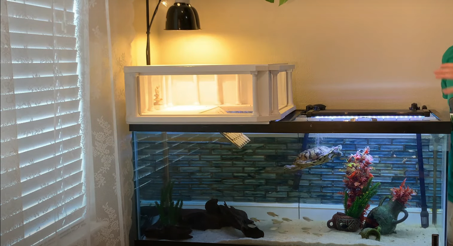 Top 5 Best Turtle Tanks [September 2024 Review] ReptileProfy