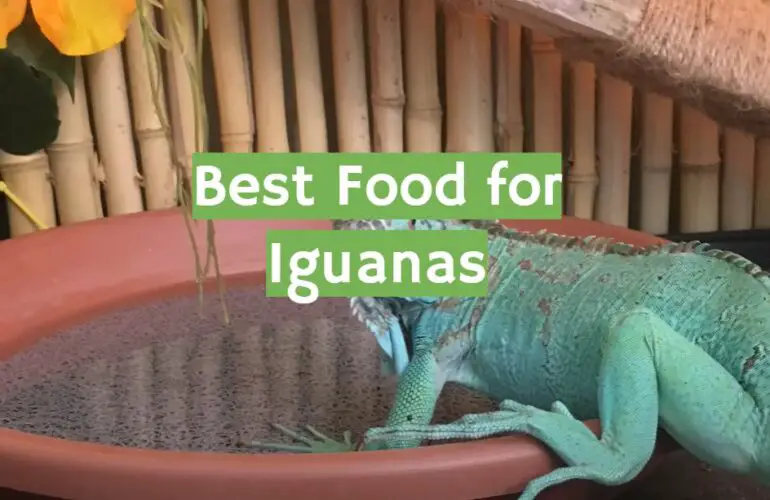 Top 5 Best Food for Iguanas [2021 Review] ReptileProfy