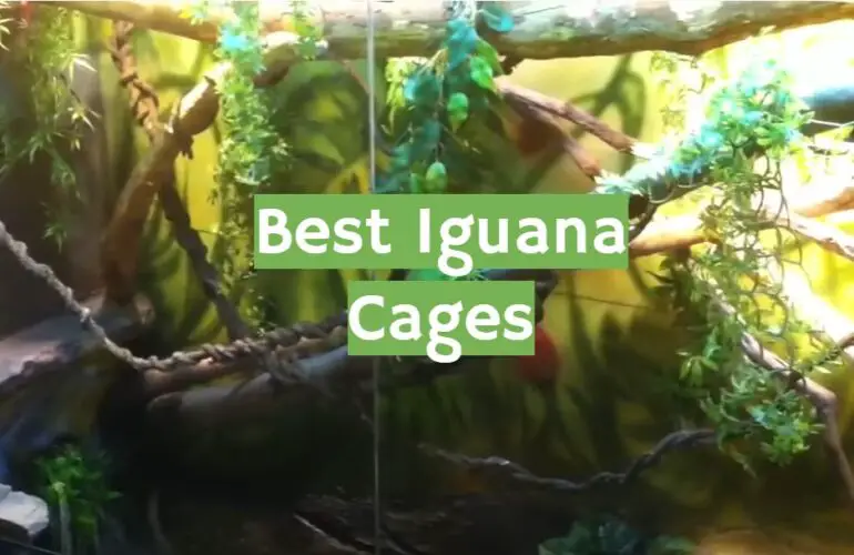 Top 5 Best Iguana Cages [2021 Review] ReptileProfy