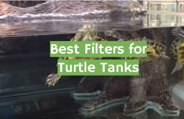Top 5 Best Filters for Turtle Tank [2021 Review] ReptileProfy