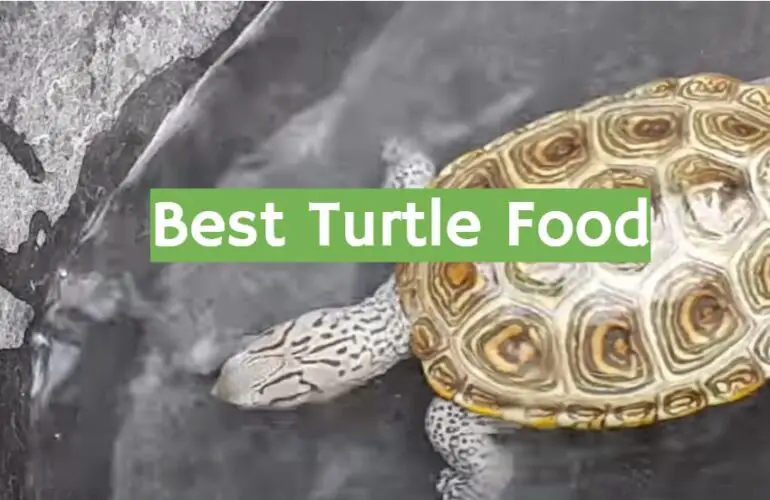 Top 5 Best Turtle Food [2021 Review] - ReptileProfy