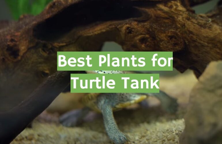 Top 5 Best Plants for Turtle Tank [2021 Review] ReptileProfy