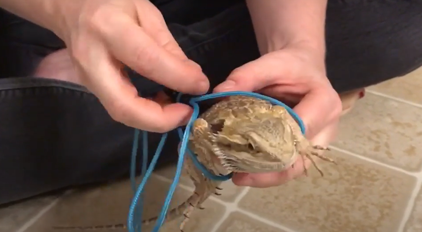 Top 5 Best Bearded Dragon Leashes [2022 Review] ReptileProfy