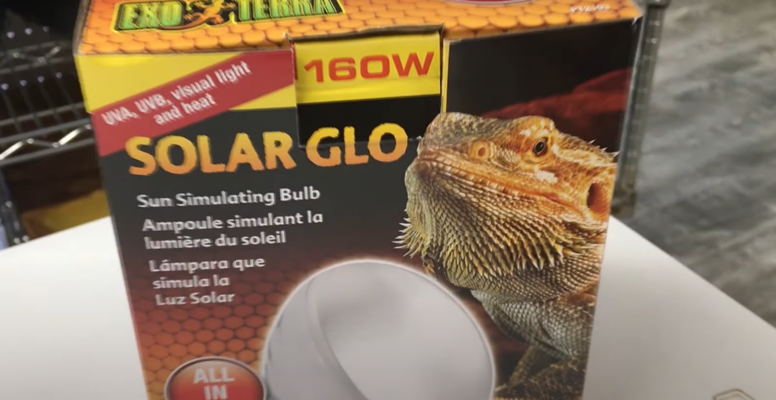 Top 5 Best Heat Lamps for Iguanas [June 2024 Review] ReptileProfy