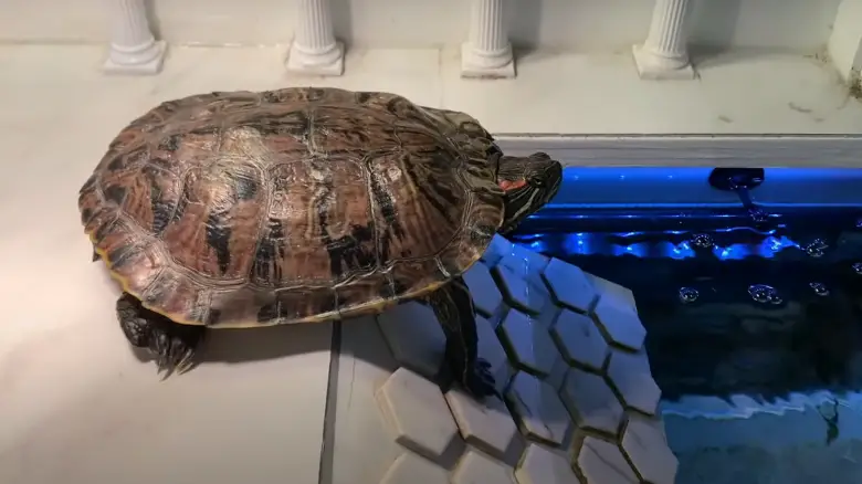 Top 5 Best Indoor Setups for a Red Eared Slider Turtle [September 2024 ...