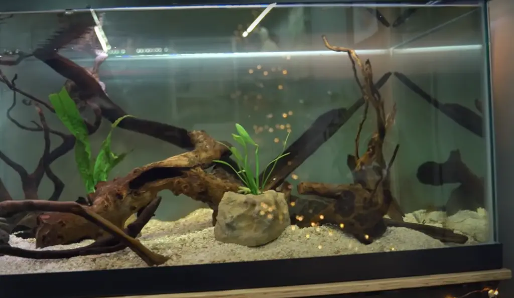Types of Decorative Plants for Your Turtle Tank