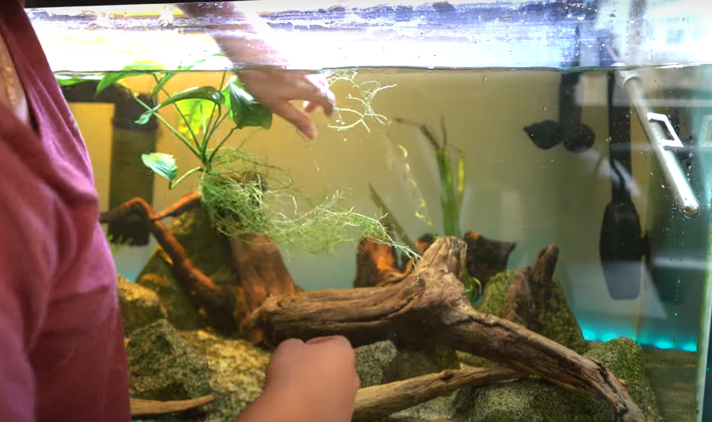 Top 5 Best Plants for Turtle Tank [June 2023 Review] ReptileProfy