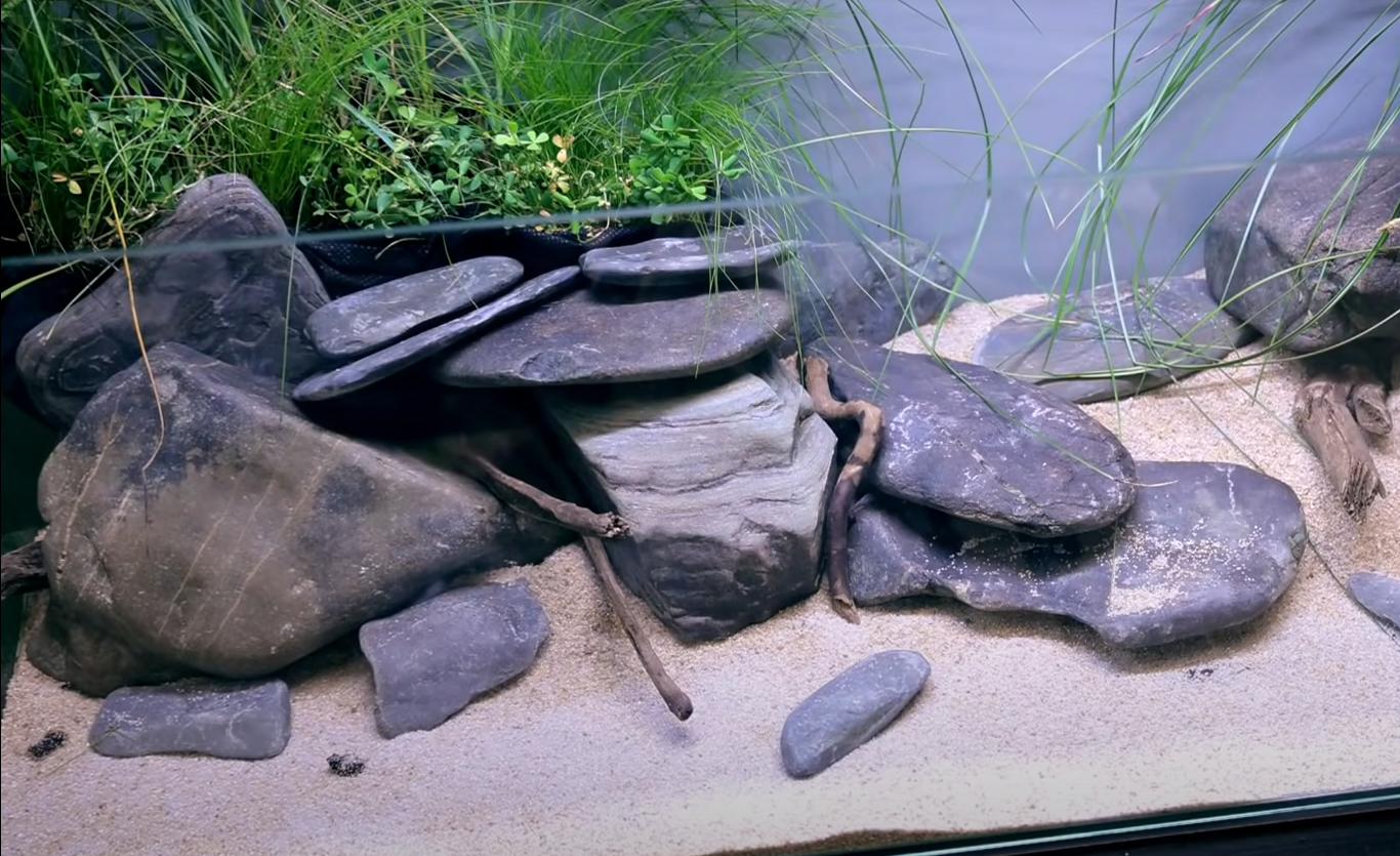 Top 5 Best Plants for Turtle Tank [June 2023 Review] ReptileProfy