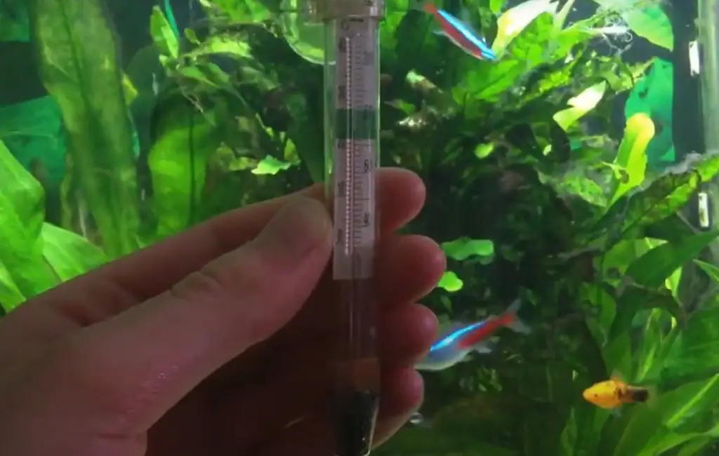 How to pick the best thermometer for a terrarium?