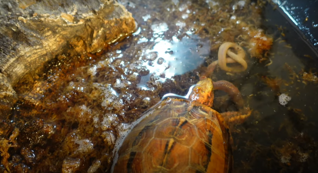 Your turtle's eating habits