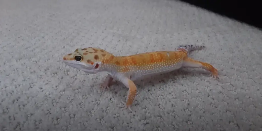 How Long Can a Leopard Gecko Go Without Eating? Answer Here! - ReptileProfy