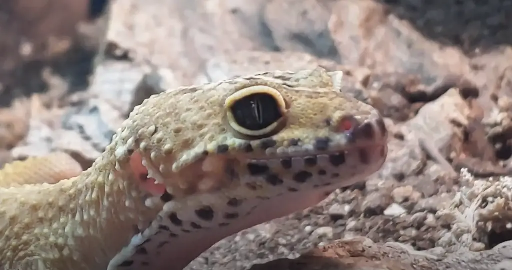 How much should leopard geckos eat to prevent starving?