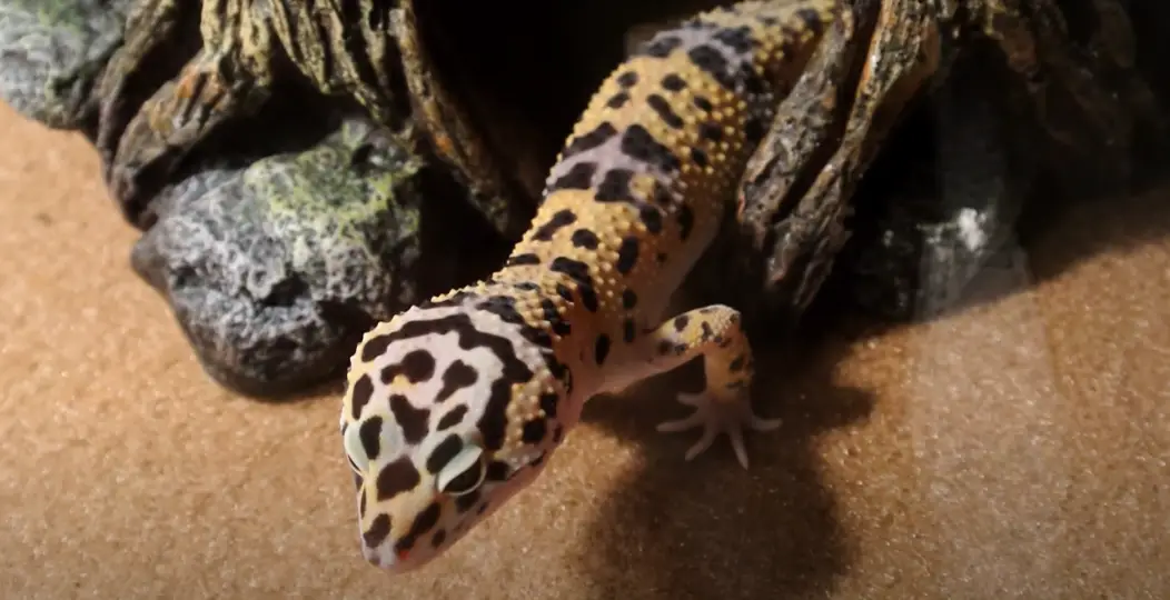 Leopard gecko image