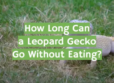 How Long Can A Leopard Gecko Go Without Eating Answer Here Reptileprofy