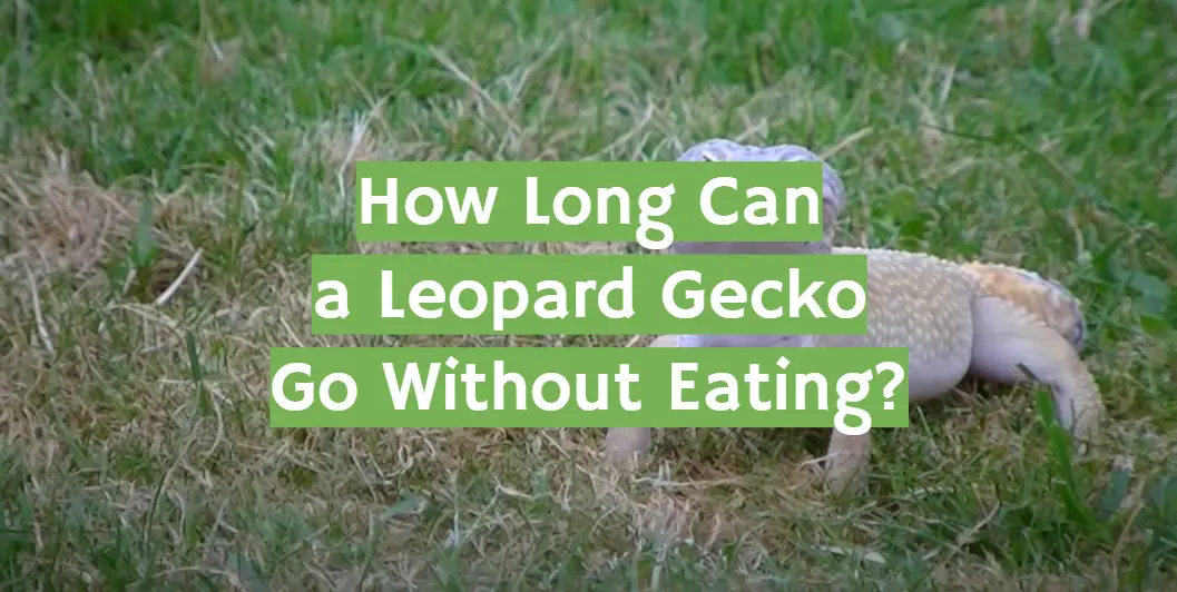 How Long Can a Leopard Gecko Go Without Eating?