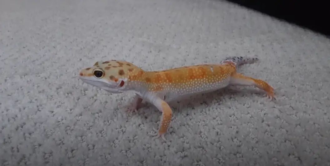 How to prevent obesity in leopard geckos?