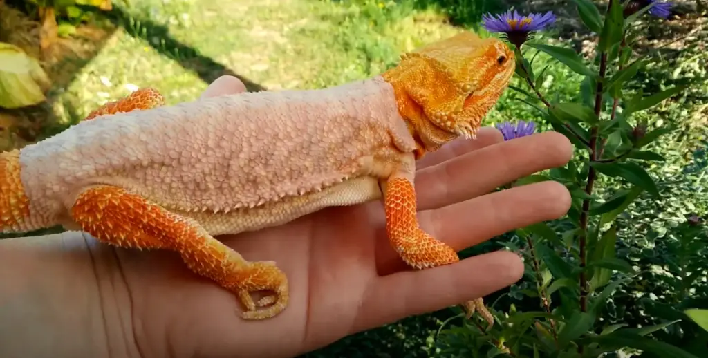 Guide to Bearded Dragon Shedding for Beginners ReptileProfy