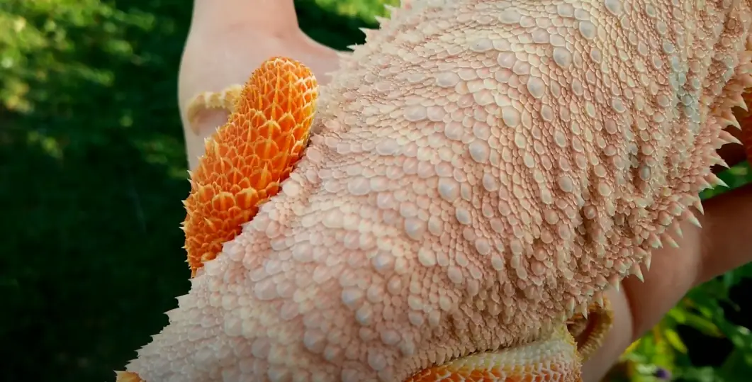 How does the behavior of your bearded dragon change during shedding