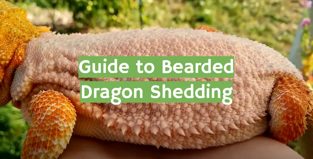 Guide to Bearded Dragon Shedding