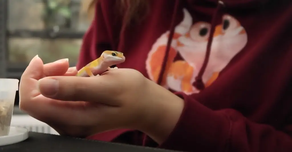 How to Tame a Leopard Gecko 8 Useful Tips ReptileProfy