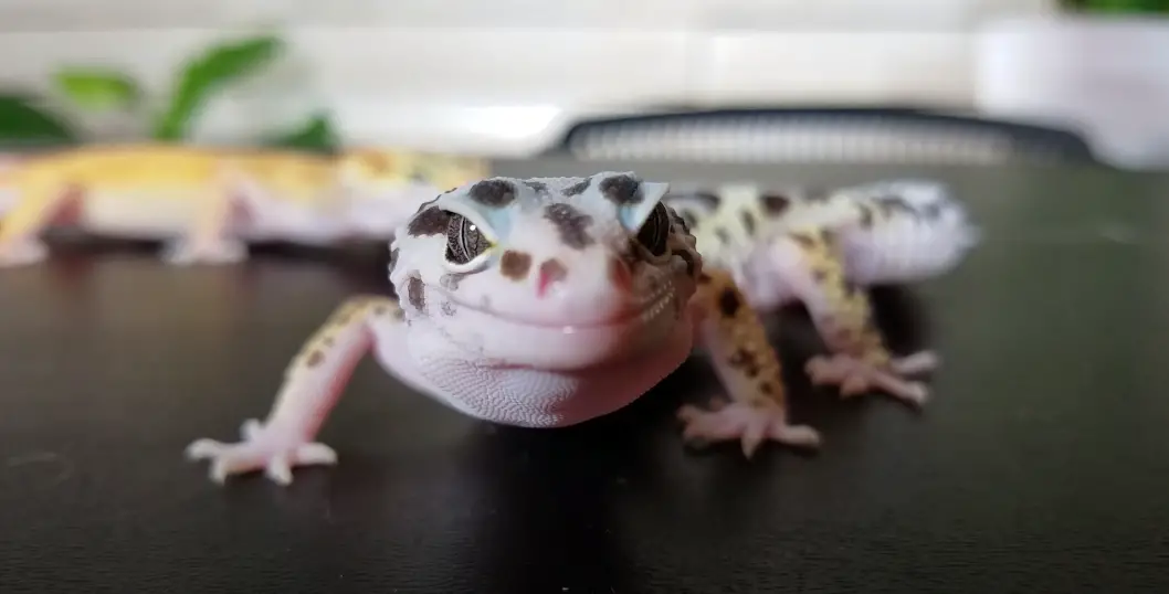 Hand feeding is the first baby step to tame a leopard gecko