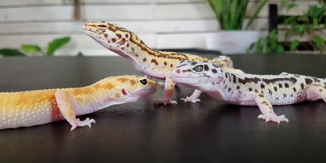 How can you gain the trust of your leopard gecko