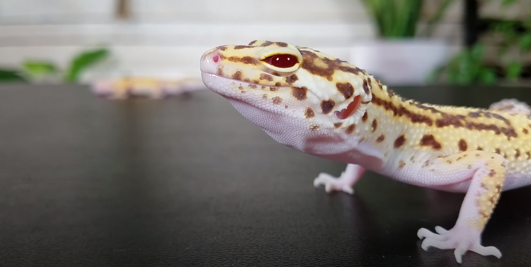 How long does it take to tame a leopard gecko
