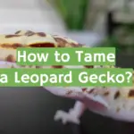 How to Tame a Leopard Gecko