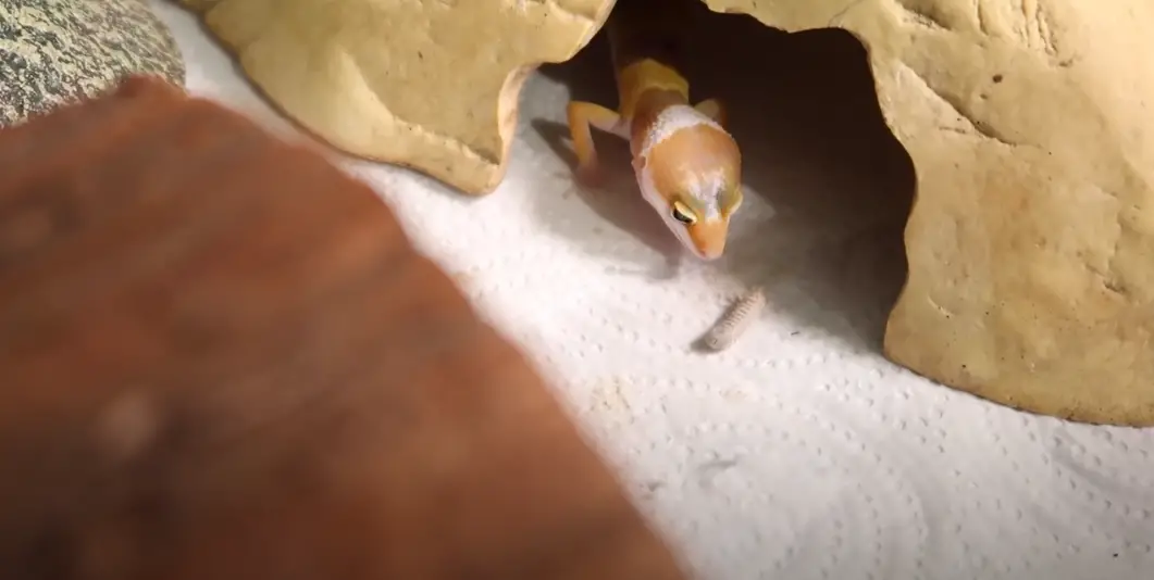 How to tame a leopard gecko: 8 useful tips
