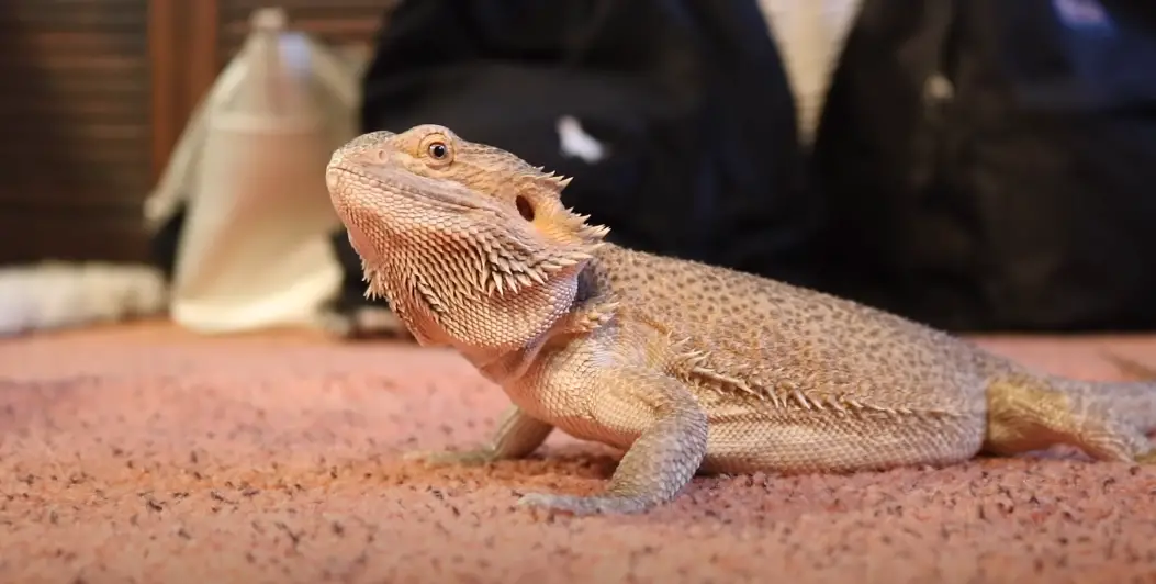 Bearded dragon wants to stay alone