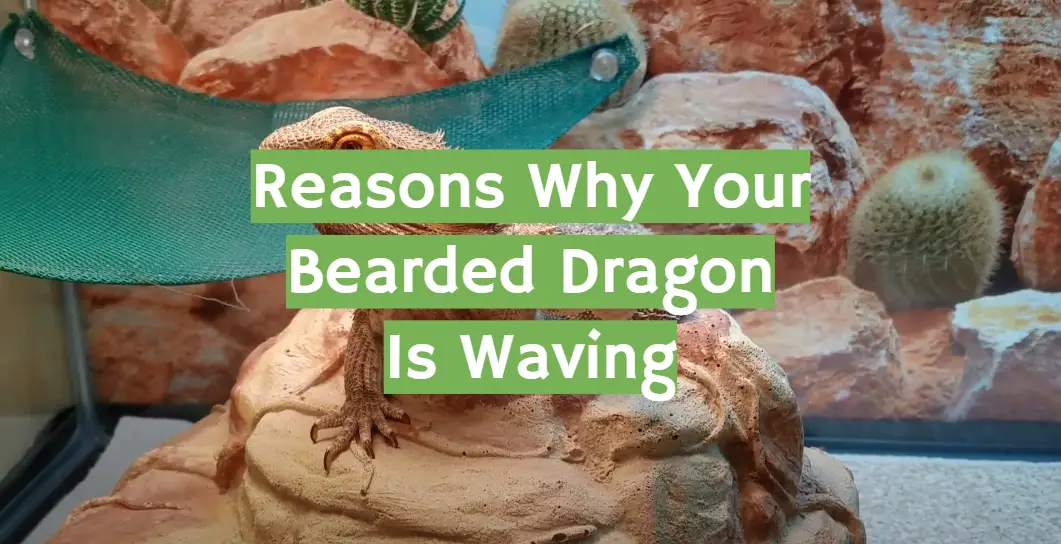 Reasons Why Your Bearded Dragon Is Waving