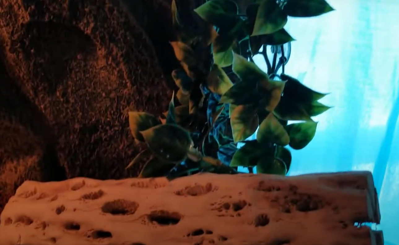 Exo Terra 36x18x18 Terrarium Review in June 2024 ReptileProfy