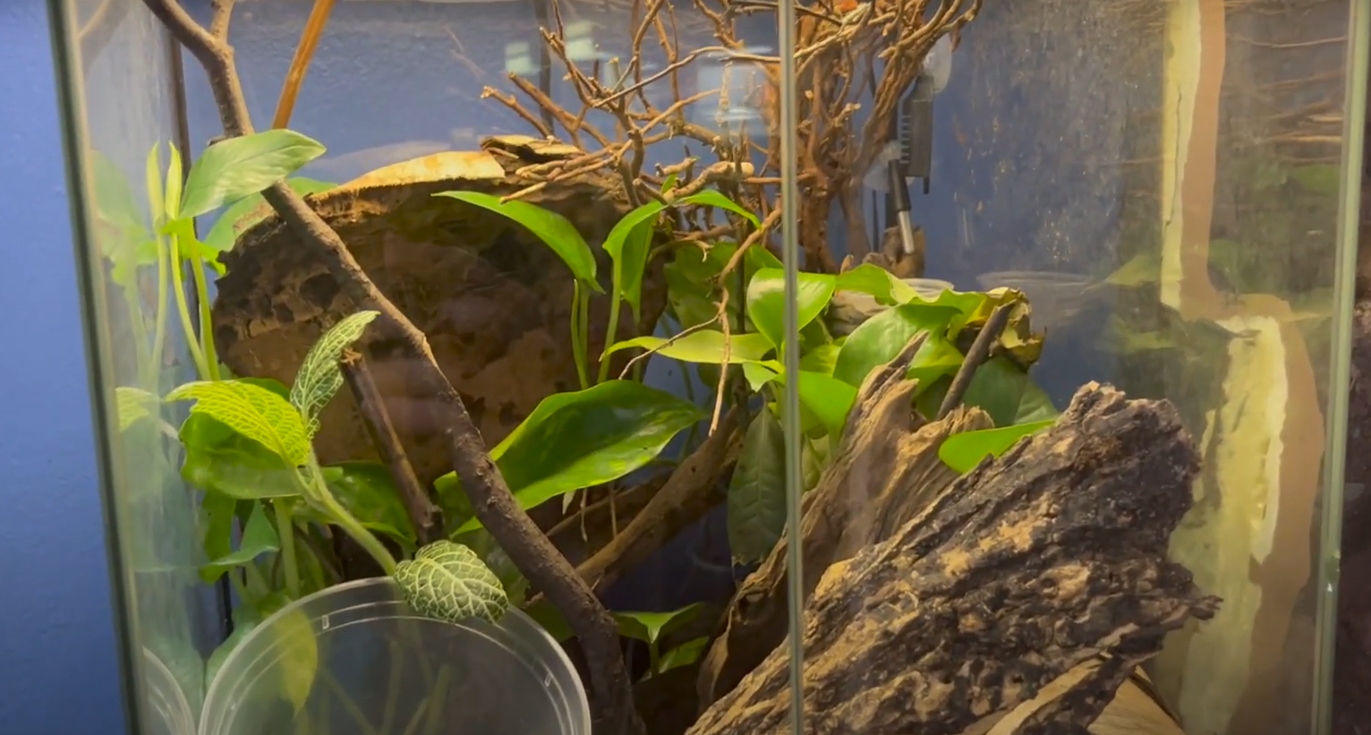 Exo Terra 12x12x18 Terrarium Review in August 2024 ReptileProfy