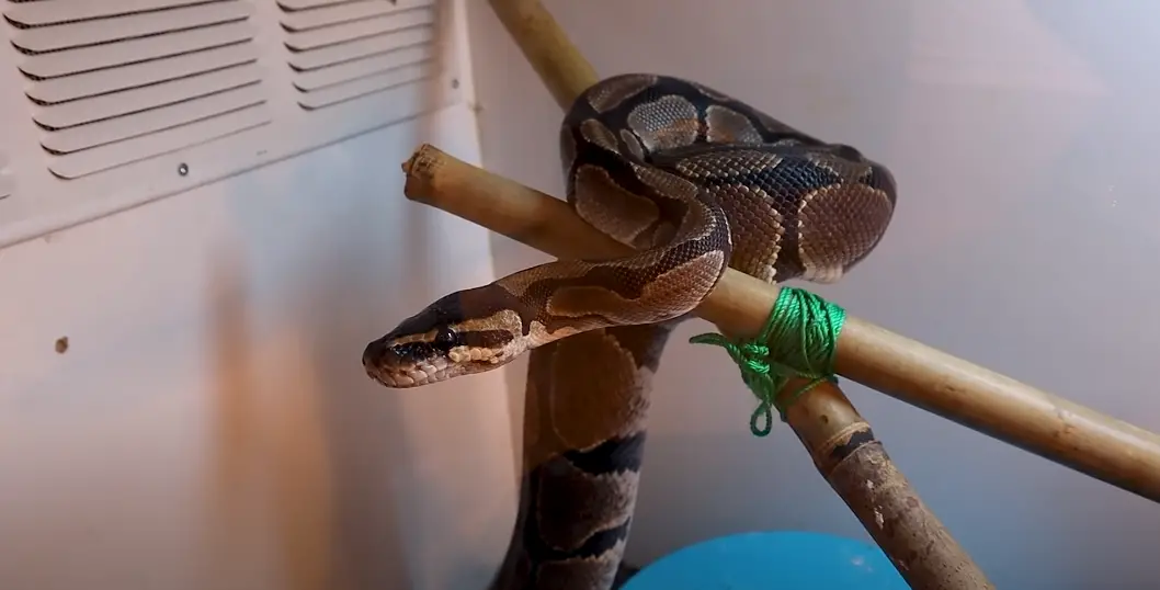 How Do Ball Pythons Survive Without Eating For So Long
