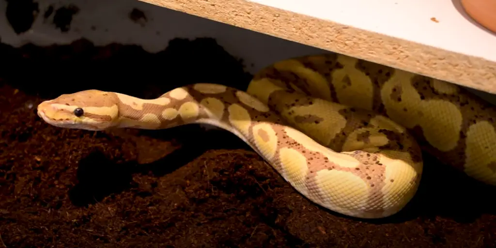 How Long Can a Ball Python Go Without Eating? Answer Here! ReptileProfy