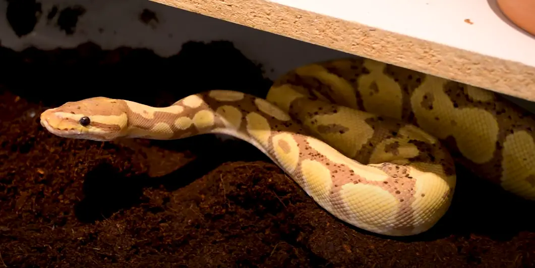 How Snakes Digest Their Food