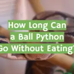 How Long Can a Ball Python Go Without Eating