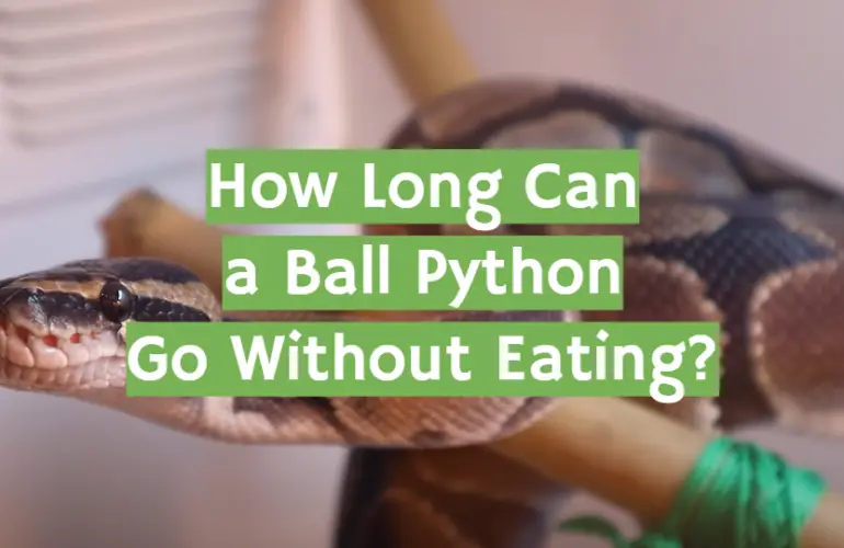 How Long Can A Ball Python Go Without Eating? Answer Here! - ReptileProfy