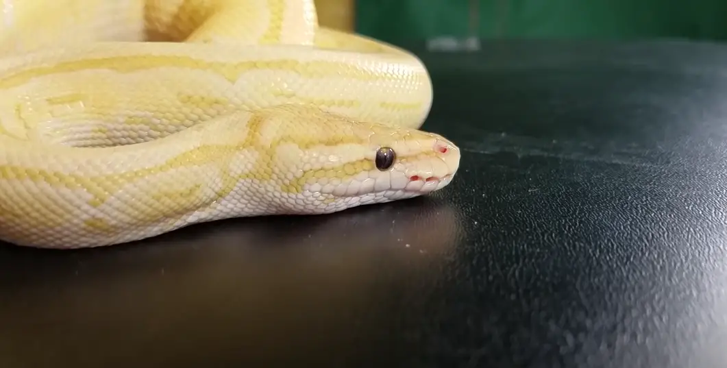 Why Your Ball Python May Not Want to Eat