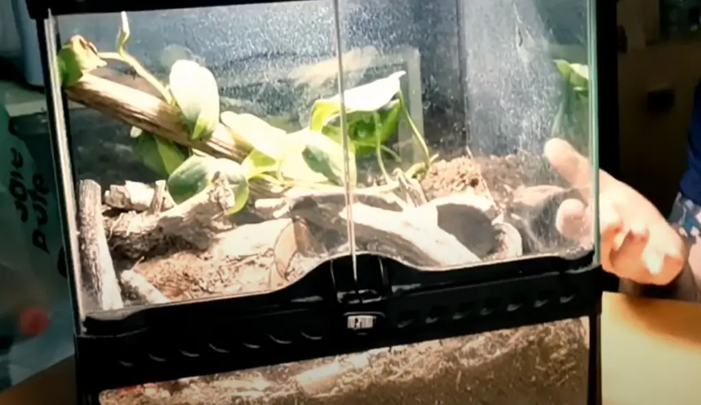 What animals are to settle in a terrarium?