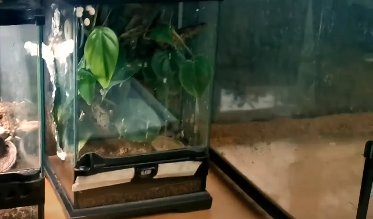 Exo Terra 18x18x12 Terrarium Review in June 2024 ReptileProfy