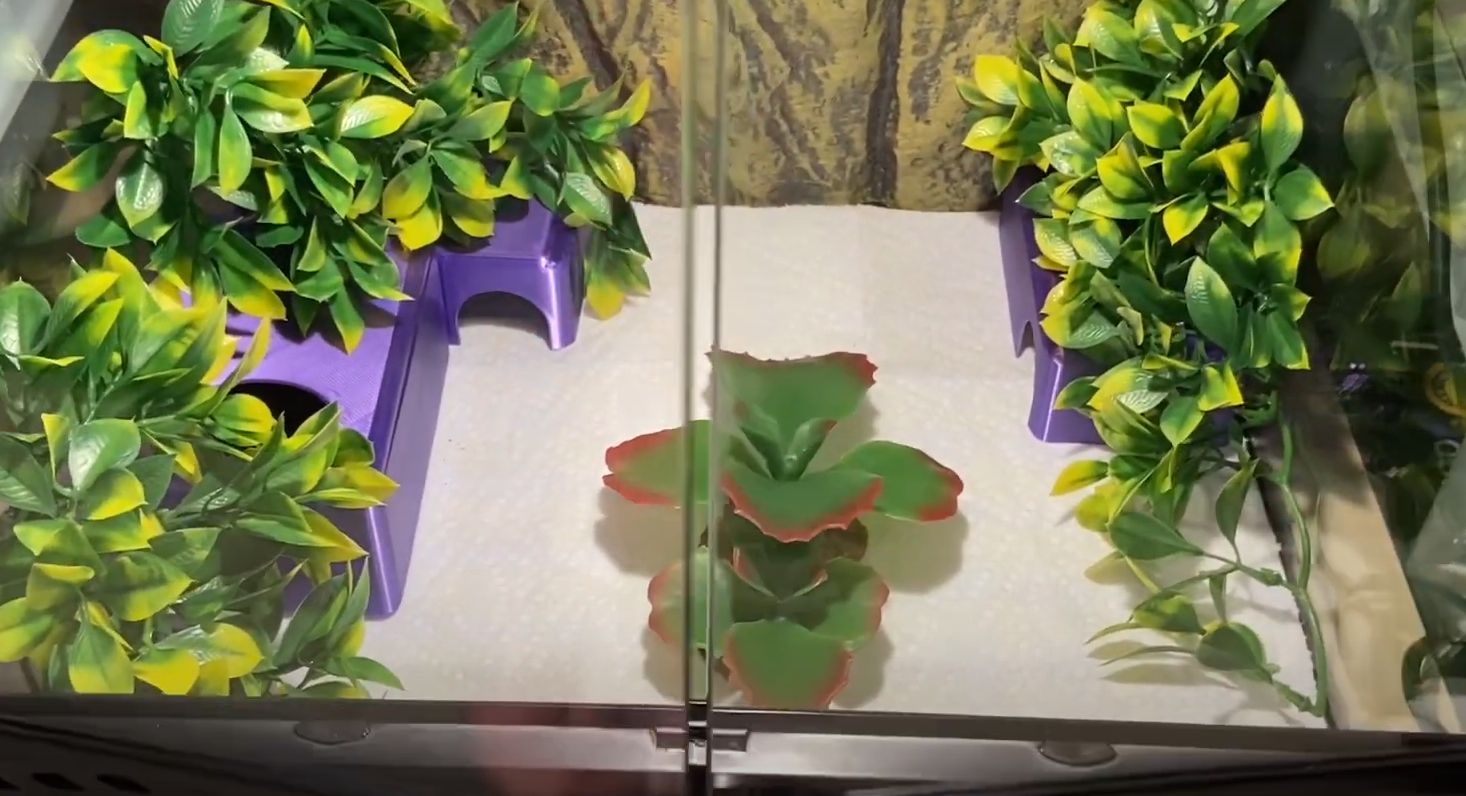 Exo Terra 18x18x18 Terrarium Review in August 2024 ReptileProfy