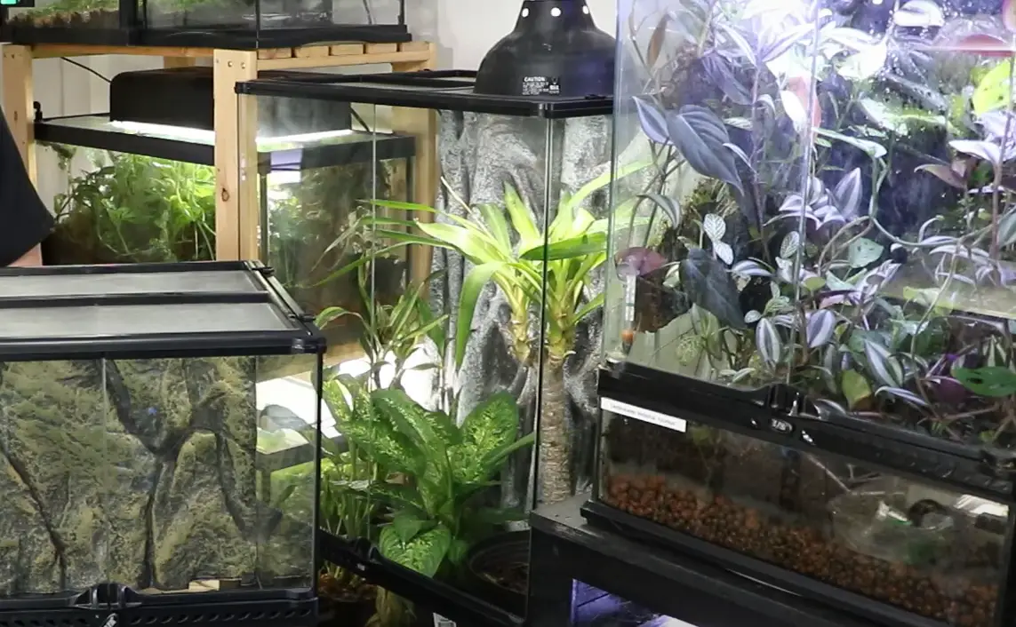 Exo Terra 18x18x18 Terrarium Review in August 2024 ReptileProfy