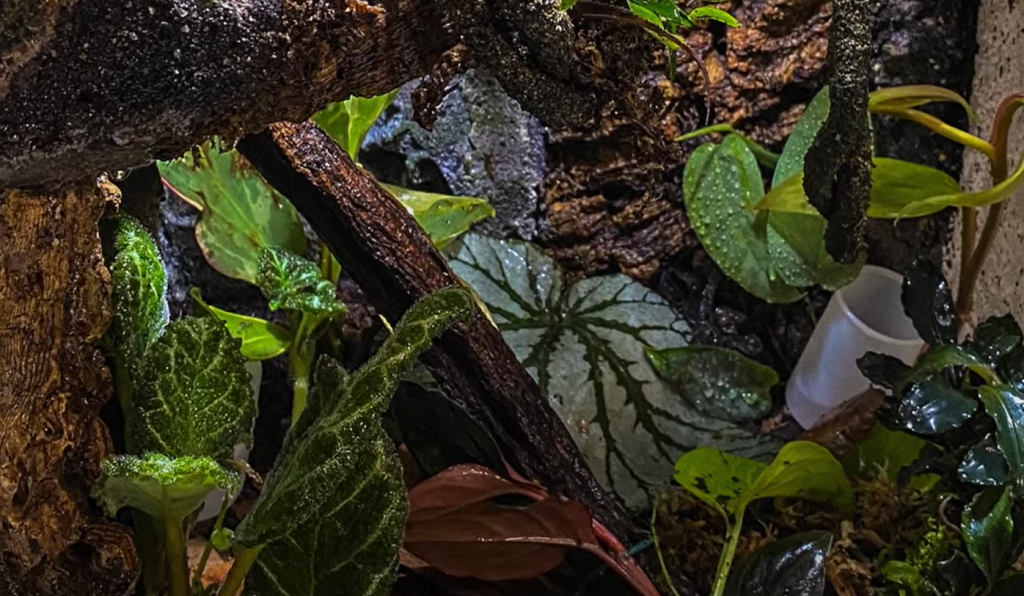 What's the difference between a vivarium and a terrarium?