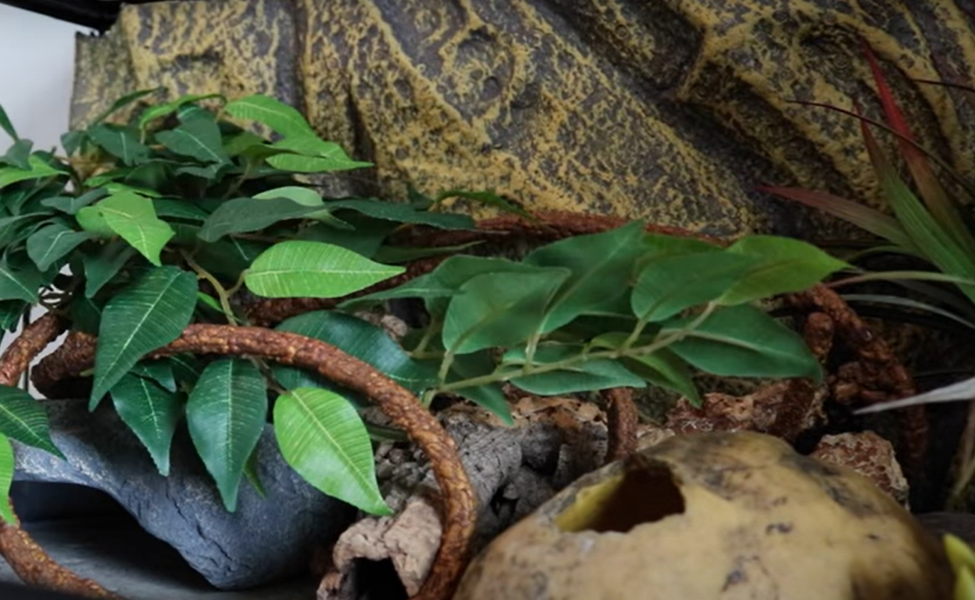 Exo Terra 36x18x12 Terrarium Review in August 2024 ReptileProfy